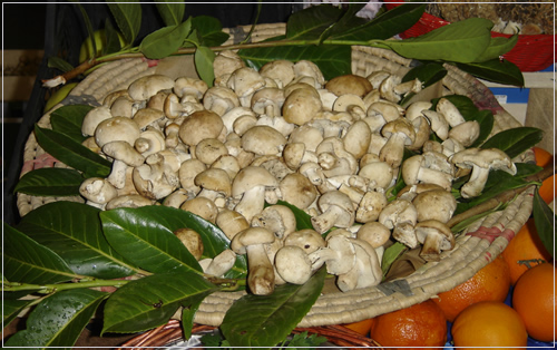 Funghi Prugnoli