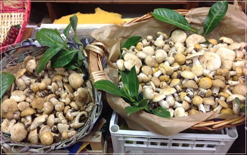 Funghi Prugnoli Valtaro